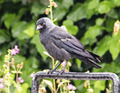 Jackdaw num jardim