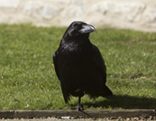 Raven bij de Tower of London