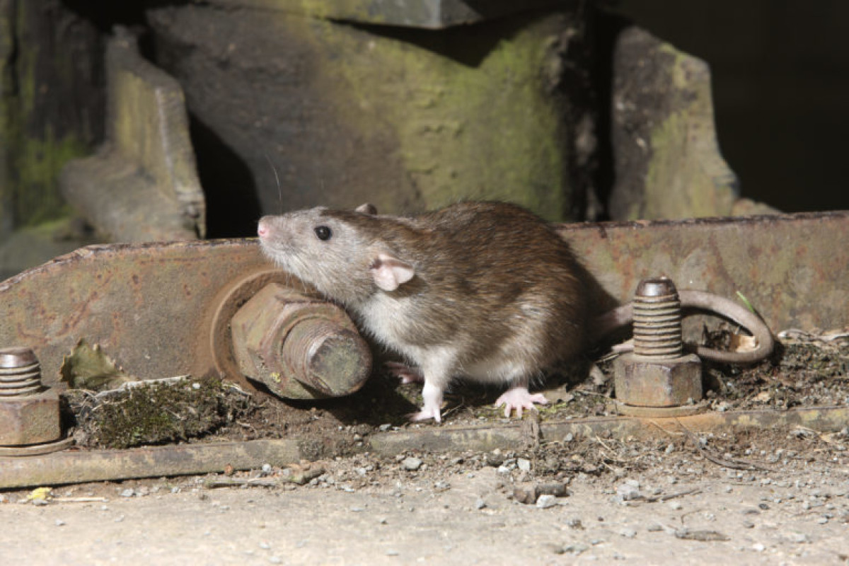 Rodent Species & Their Identification - NBC Environment