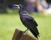 Corbeau dans un parc