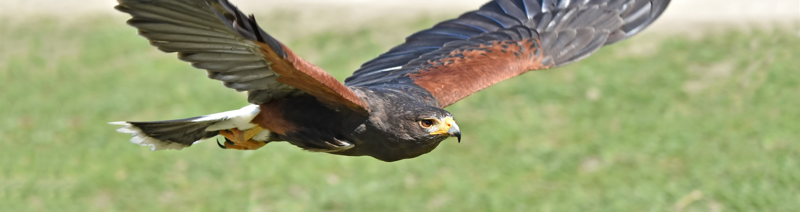 harris hawk