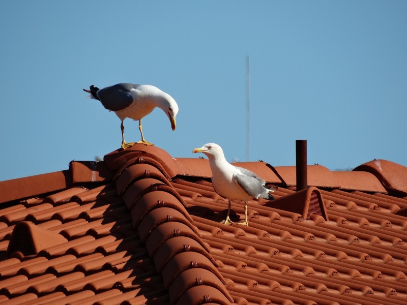 Do bird spikes scare seagulls? - NBC Environment